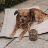 Brauner Hund liegt neben einem mit Trockenfutter gefüllten Vorratsglas mit weißem Hundemotiv.