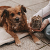 Brauner Hund liegt neben einem gefüllten Vorratsglas mit Hundemotiv und Holzdeckel.