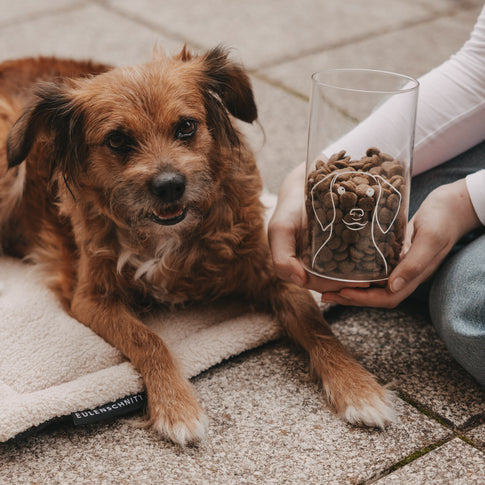 Brauner Hund liegt neben einem gefüllten Vorratsglas mit Hundemotiv und Holzdeckel.