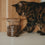 Getigerte Katze neben einem transparenten Vorratsglas mit Katzenmotiv, gefüllt mit Trockenfutter.