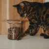 Mehrere Bilder in Abfolge: Getigerte Katze neben einem mit Trockenfutter gefüllten Vorratsglas mit Katzenmotiv und Holzdeckel.