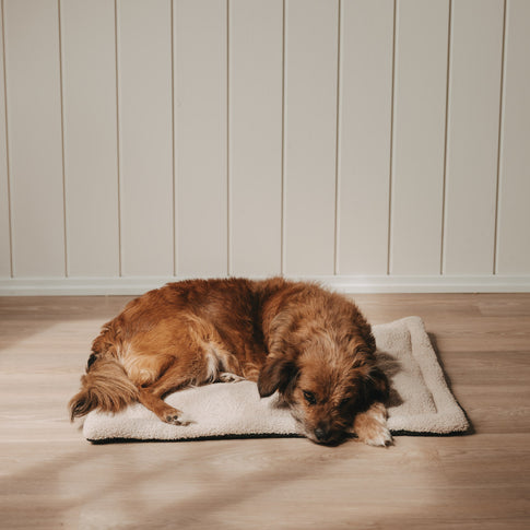 Kleiner Hund entspannt auf cremefarbener Hundedecke im Wohnraum