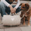 Person mit Hund und tragbarer Hundedecke in Creme unterwegs