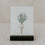Cartes Celebration en lot de 6